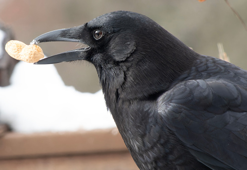 A large black bird arrives on the snowy deck