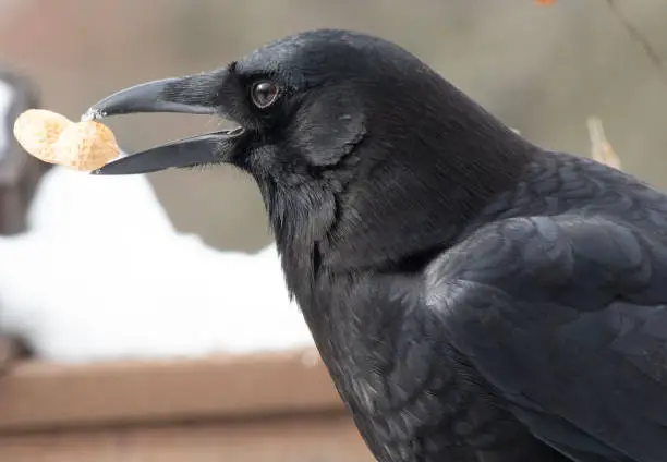 Photo of A large black bird arrives on the snowy deck