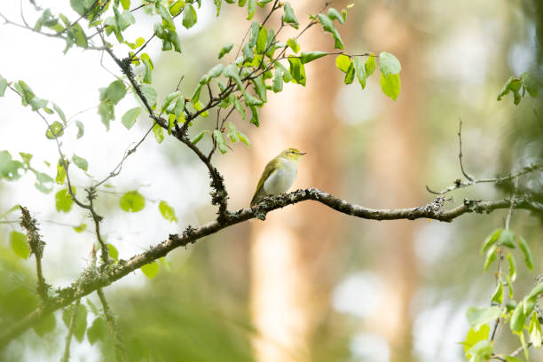 A lonely Wood warbler perched on a high branch in a summery boreal forest in Estonia A lonely Wood warbler perched on a high branch in a summery boreal forest in Estonia, Northern Europe wood warbler phylloscopus sibilatrix stock pictures, royalty-free photos & images