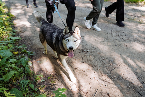 Cute husky dog walking with owner on the road in the forest, purebred dog of the Siberian husky breed, blue eyes of the pet, adult puppy on a walk. High quality photo