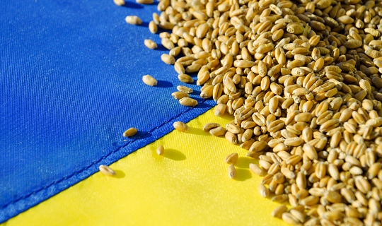 Wheat lies on the Ukrainian flag and cannot be exported. World grain crisis caused by the concept of Russian-Ukrainian war