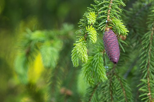 Fresh Norway Spruce tips and cone on a late spring evening in Estonian boreal forest