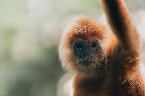 Close up shot of golden langur monkey species. Endangered monkey photo in zoo, cute fluffy ape face