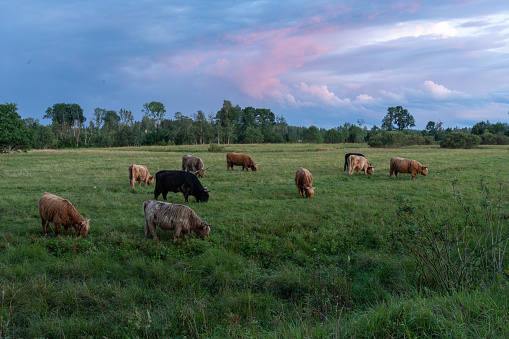 A herd of Highland cattle eating grass on a wild pasture on a summer evening after sunset in Estonia, Northern Europe