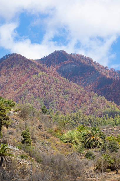 istock Burnt pine trees in la Palma. After big fires in 2023. 1945233969