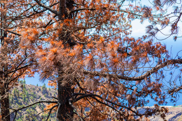 Burnt pine trees in la Palma. After big fires in 2023.Mirador Barranco de Garome.