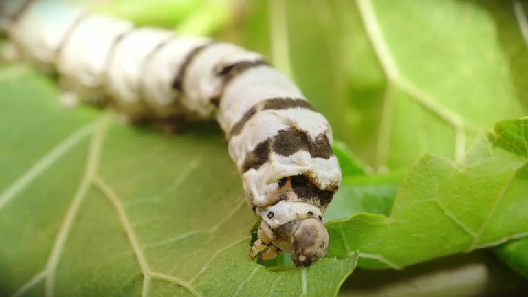 macro close up of a silkworm (Bombyx mori - domestic silk moth) eating a mulberry leaf with blurred background