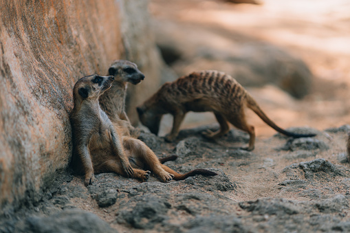 Close up shot of relaxed meerkats on the ground. A mob of suricats resting on sand