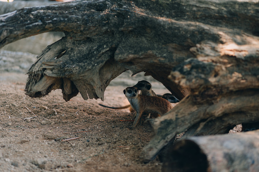 Group of suricates hiding under wood branch. Meerkats sitting in den on lookout position