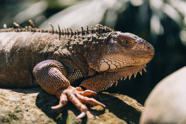 istock Close up shot of large iguana lying on rock 1945254637