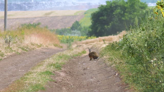 Wild hare sitting on the road near sunflowers field with city dump on the horizon. The hare sits and washes itself