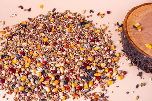 istock Feed for birds in the bowl. Assorted bird seed, feed for racing pigeons. 1945274358