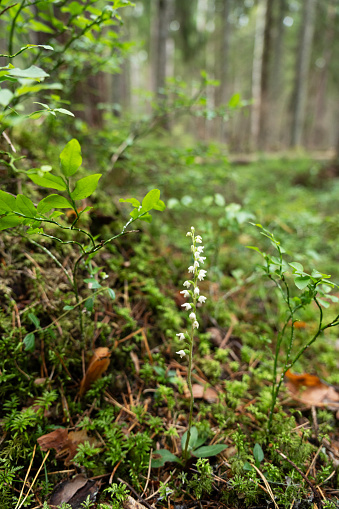 A small and gentle wild orchid, the Creeping lady's-tresses in its habitat in an old-growth forest in Estonia, Northern Europe