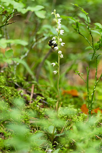 Closeup of a small and gentle wild orchid, the Creeping lady's-tresses in its habitat in an old-growth forest in Estonia, Northern Europe