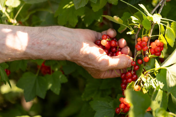 istock Closeup of red currant berries being picked by hands with bright light during summer 1945281823