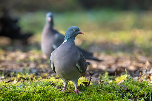 Close up head shot of beautiful speed racing pigeon bird, Rock dove or common pigeon bird on ground