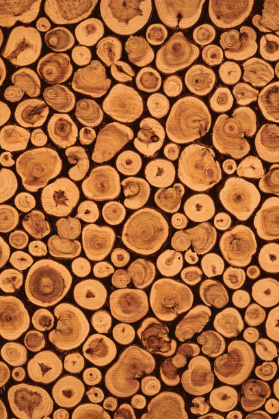 istock Decorative log wood background. Textured surface with rings, tree trunk slices 1945306185