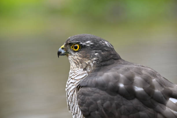 istock Portrait of female sparrowhawk 1945306761
