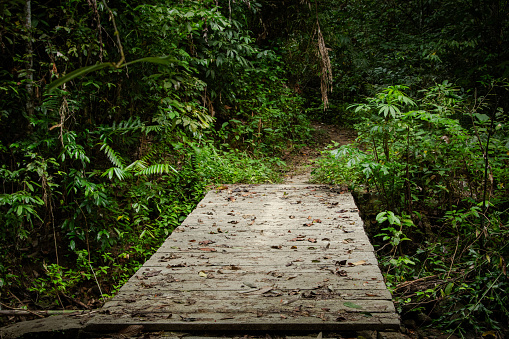 Old wooden bridge nestled in the dense greenery of a jungle rainforest.
