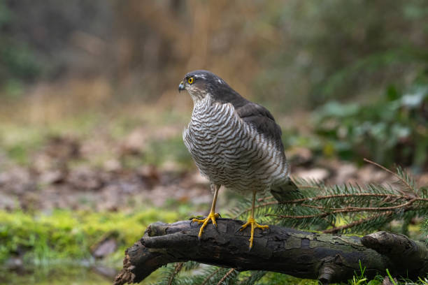 istock Female sparrowhawk in the woods 1945309385