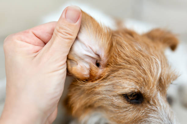 istock Owner checking her healthy dog's ear, pet care background 1945309433