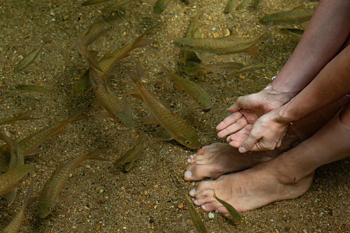 Female Feet in Natural Water with Garra Rufa Fish, Concept of Nature and Spa.