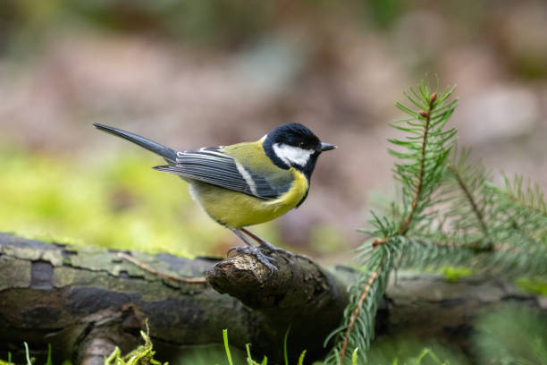 istock Grat tit in the woods 1945310503