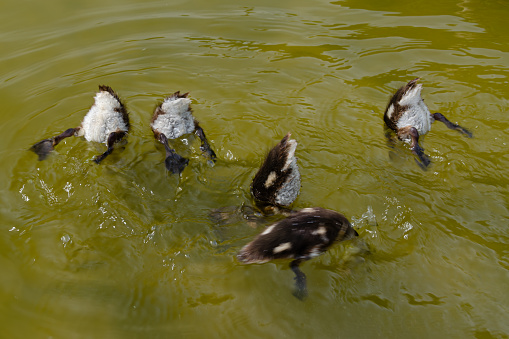 Tails of diving ducks above the water. Three ducklings Yellow-green water.