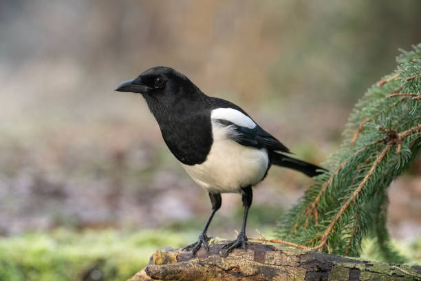 istock European magpie (Pica pica) 1945314660