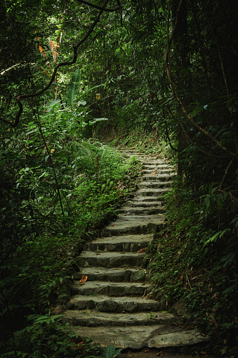 Ancient Stairs on Jungle Path in Deep Rainforest Foliage.