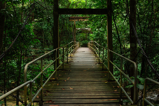 Old Suspension Bridge in the Deep Rainforest.