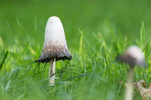 Closeup of Shaggy ink cap mushrooms growing in rural Estonia, Northern Europe