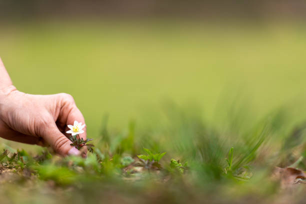 Little wild white flower plant in hand. Life precious concept. Fragility and life precious concept.