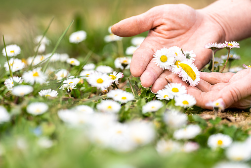 Picking Daises in Spring Meadow