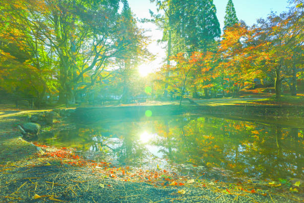 A famous spot for autumn leaves inSogicho, Toki City, Gifu Prefecture. During the autumn foliage season, the illuminated autumn leaves delight visitors.