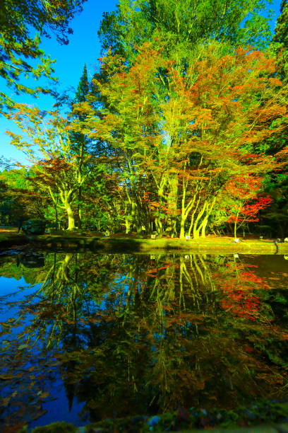 istock Early morning upside-down autumn leaves reflected on the lake surface. 1945332209