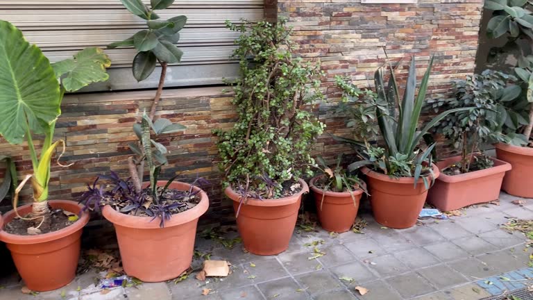 Potted plants side by side on the sidewalk