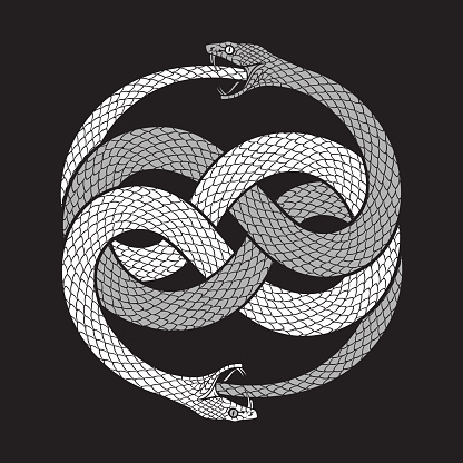 Double ouroboros or uroboros serpent snakes consuming. Tattoo, poster or print design vector illustration.