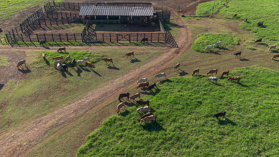 Raising cattle on a farm. Campo Mourão - Paraná