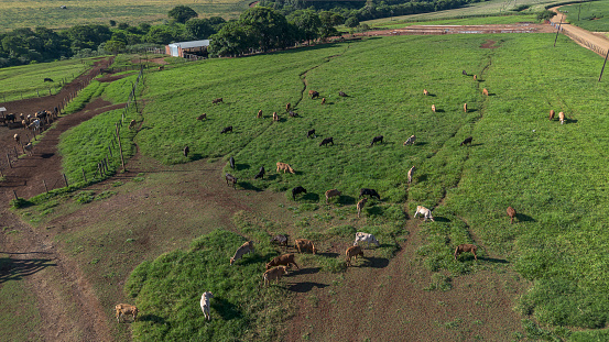 Raising cattle on a farm. Campo Mourão - Paraná
