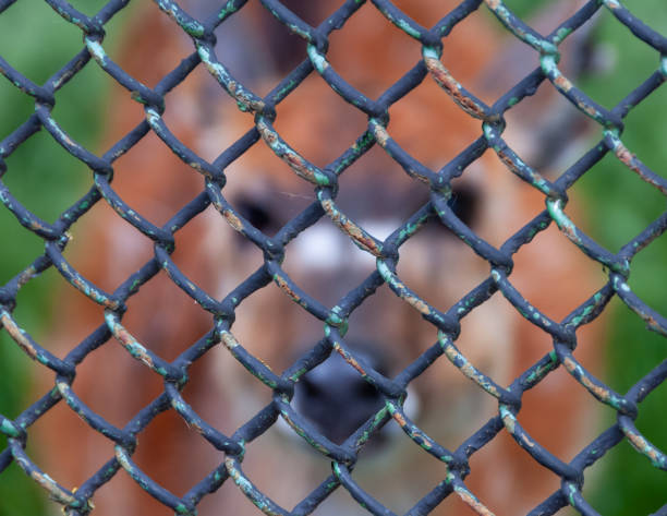 istock Animal silhouette behind a mesh net in the zoo, Askania-Nova, Ukraine 1945359355