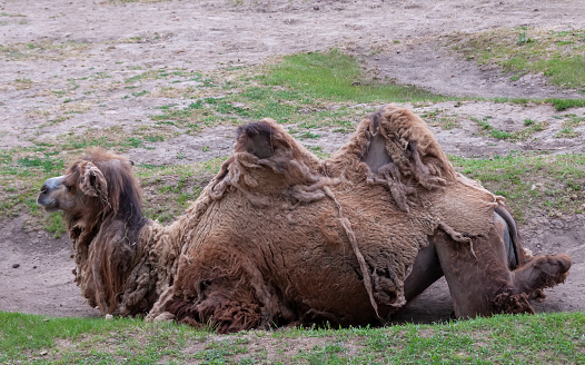 The Bactrian camel (Camelus bactrianus) the animal molts in summer and rests in the sun