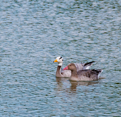 Brant floats on the water, reflection in the water, Askania-Nova