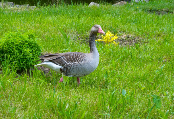 istock A gray goose swims along the lake. Askania-Nova 1945366720