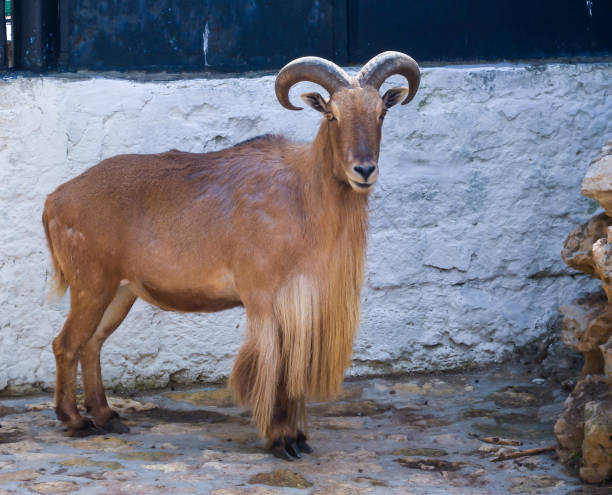 The Barbary sheep (Ammotragus lervia), animal in an aviary at Askania-Nova Zoo, Ukraine