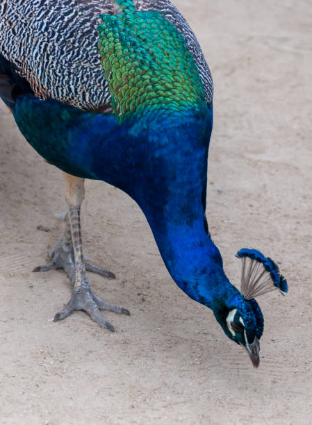 istock The Indian blue peafowl, Peacock (Pavo cristatus), Askania-Nova, Ukraine 1945366726