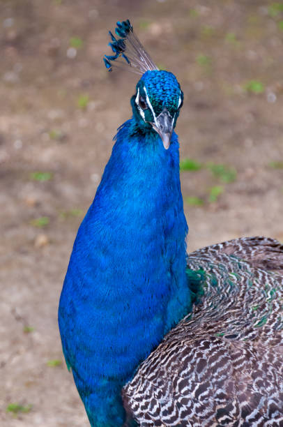 istock The Indian blue peafowl, Peacock (Pavo cristatus), Askania-Nova, Ukraine 1945366728