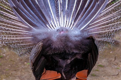 a levely bird closeup