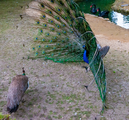 The Indian blue peafowl, Peacock (Pavo cristatus), Askania-Nova, Ukraine