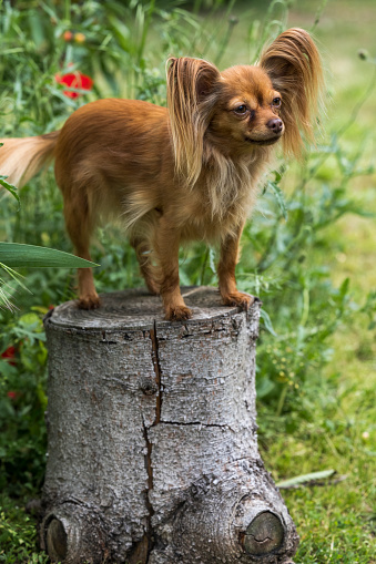 Close-up portrait of a cute red Russian Longhaired Toy Terrier sitting on a tree stump. Copy space.